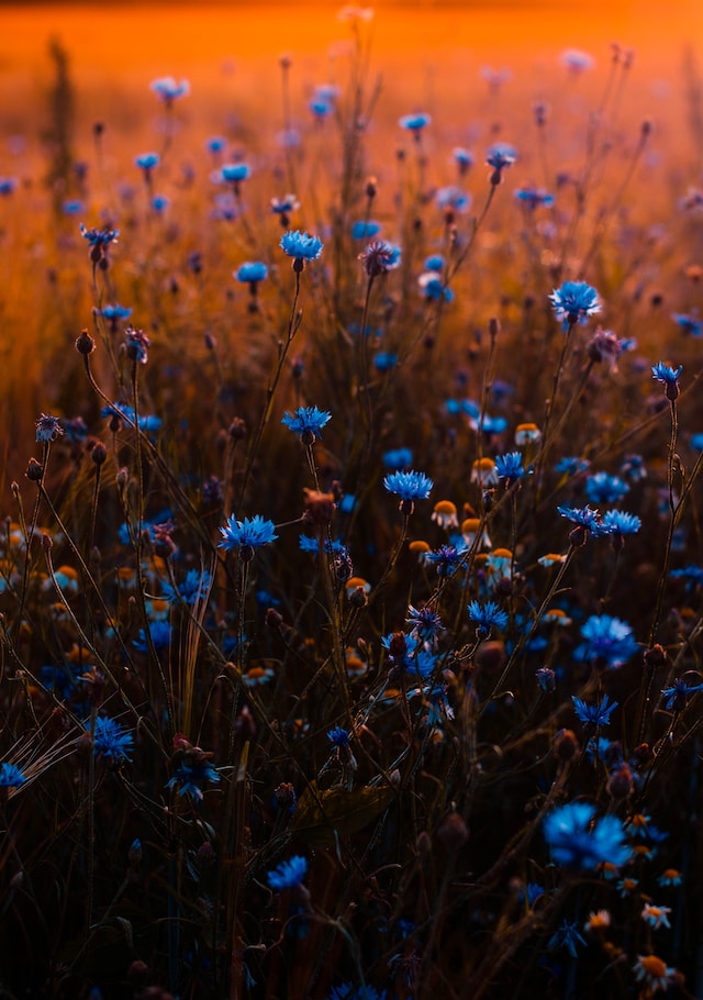 Image d'une fleur de bleuet
