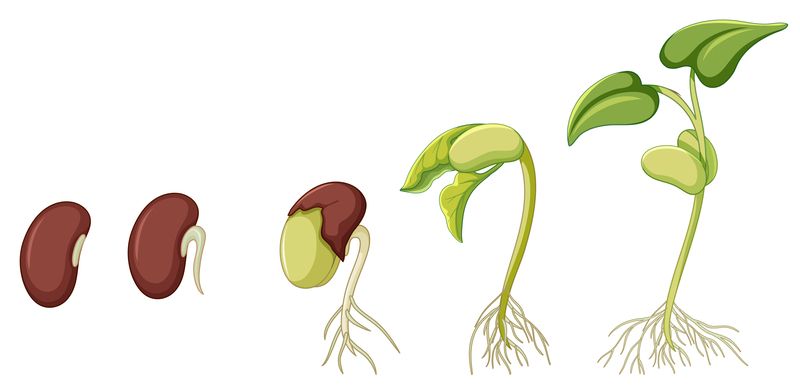 Illustration de la germination